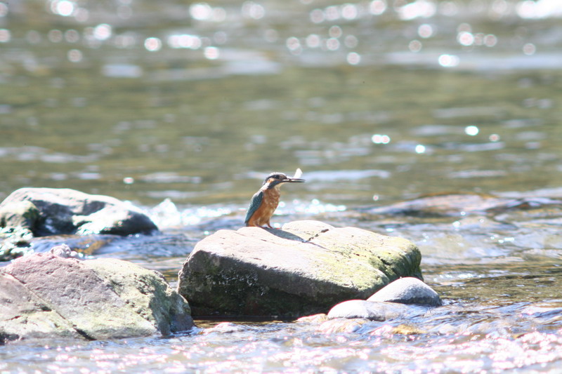 Sequenza Martin pescatore Alcedo atthis