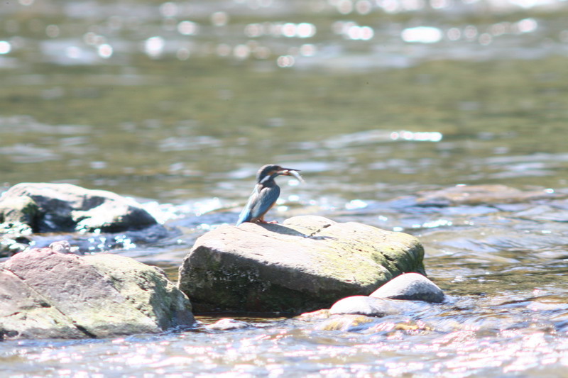 Sequenza Martin pescatore Alcedo atthis