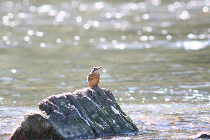 Sequenza Martin pescatore Alcedo atthis