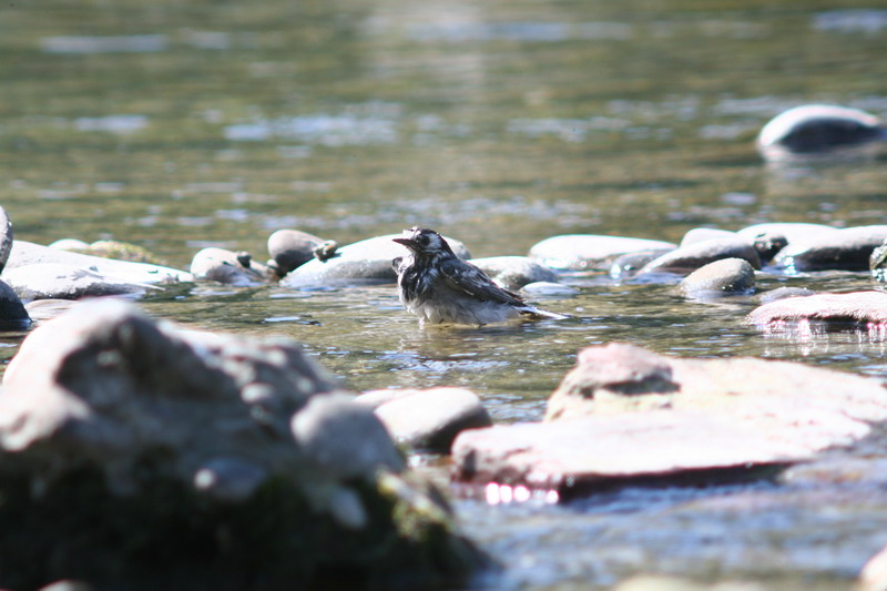 Sequenza Ballerina bianca Motacilla alba