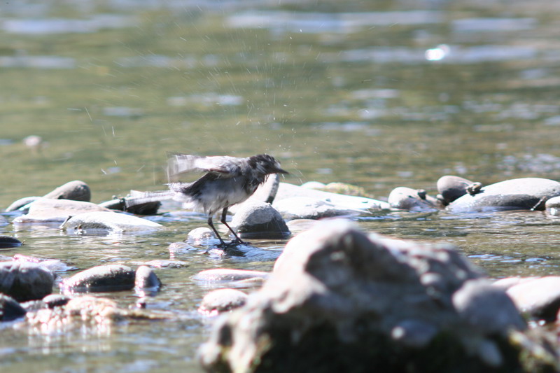 Sequenza Ballerina bianca Motacilla alba