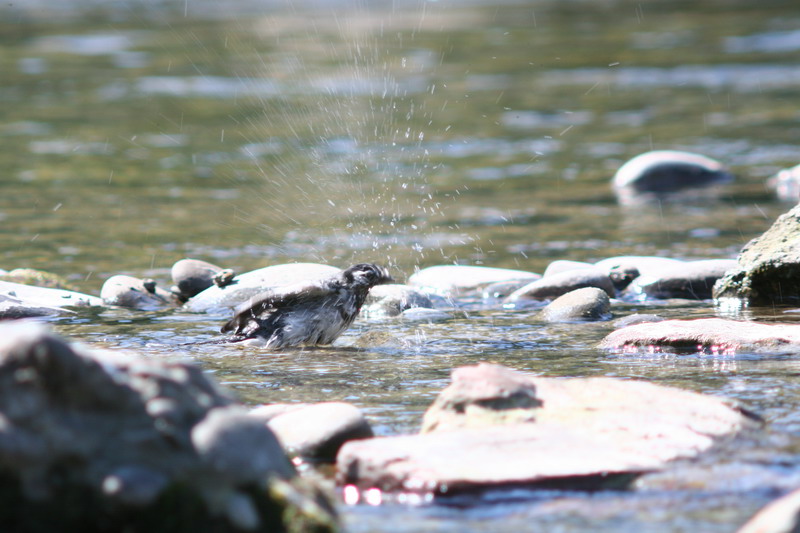 Sequenza Ballerina bianca Motacilla alba