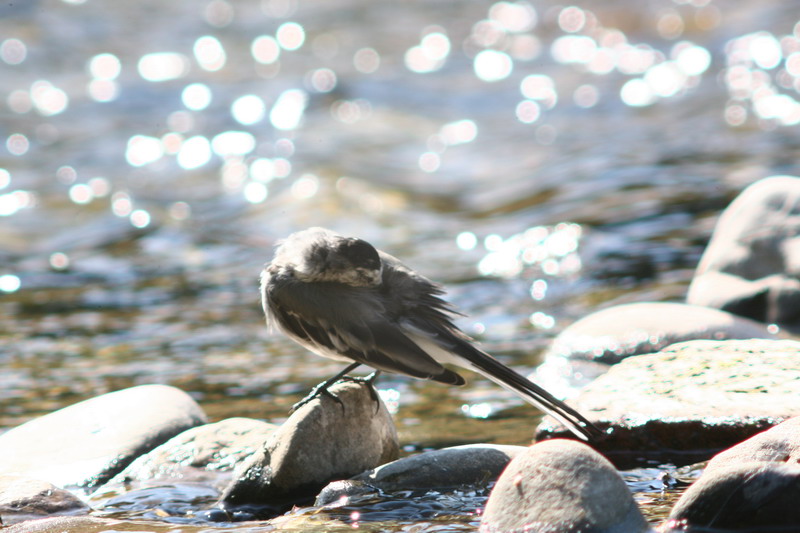 Sequenza Ballerina bianca Motacilla alba