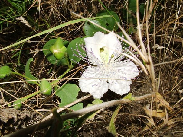 Capparis spinosa / Cappero comune