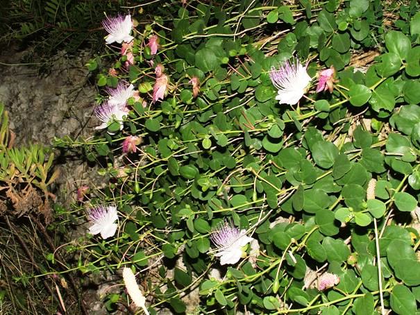 Capparis spinosa / Cappero comune