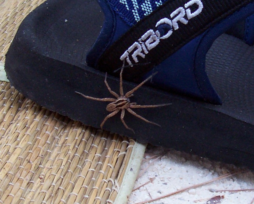 Hogna radiata