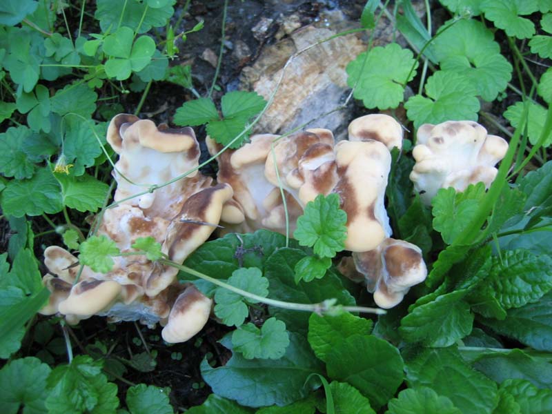Meripilus giganteus