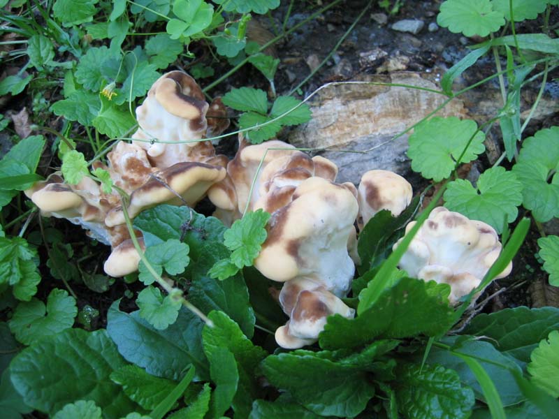 Meripilus giganteus