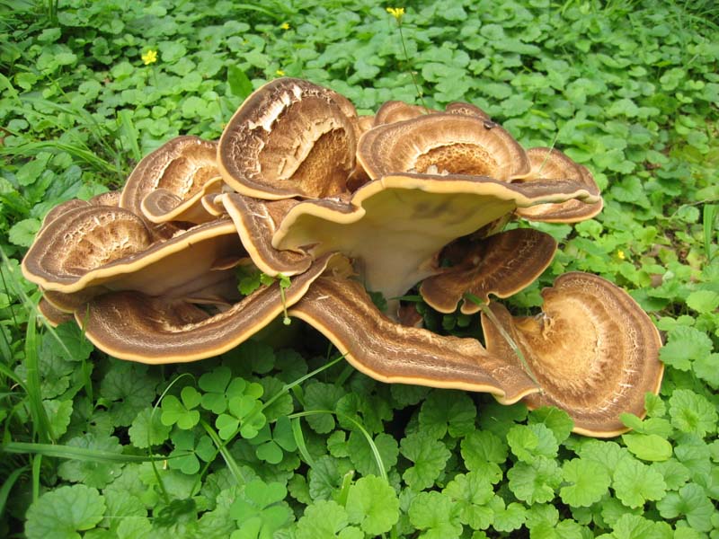 Meripilus giganteus
