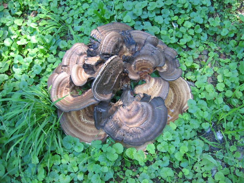 Meripilus giganteus