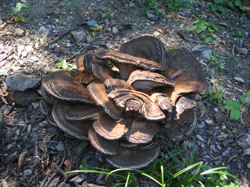 Meripilus giganteus