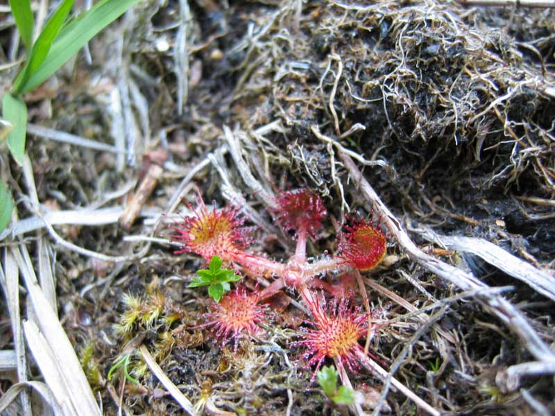 Drosera rotundifolia / Drosera a foglie rotonde