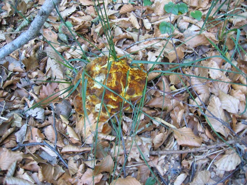 Lignicoli da determinare.... - (Phaeolus schweinitzii)