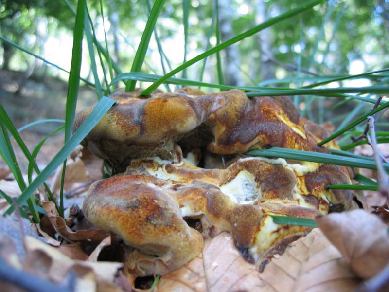 Lignicoli da determinare.... - (Phaeolus schweinitzii)