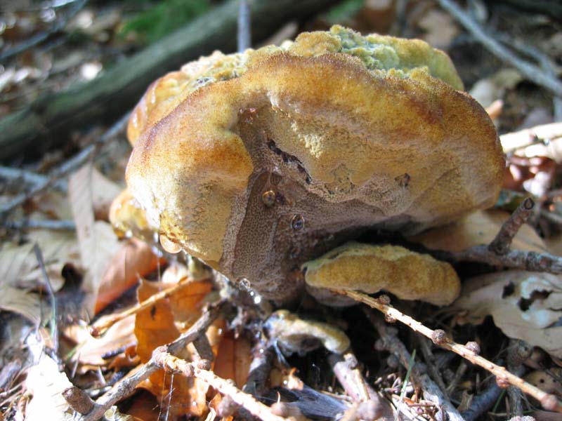 Lignicoli da determinare.... - (Phaeolus schweinitzii)