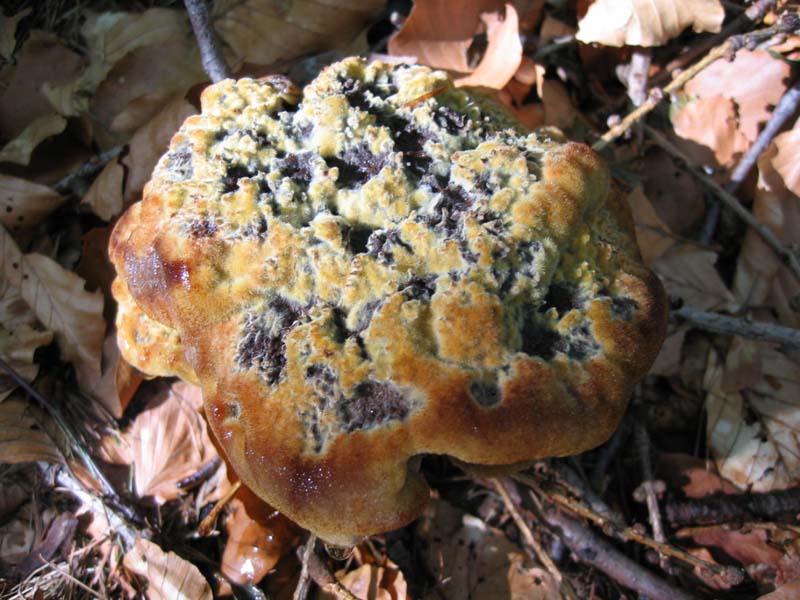Lignicoli da determinare.... - (Phaeolus schweinitzii)