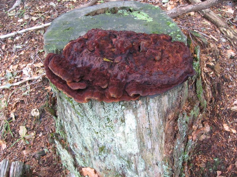 Lignicoli da determinare.... - (Phaeolus schweinitzii)