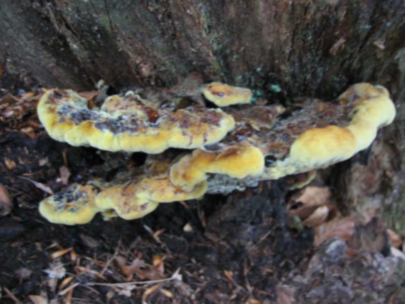 Lignicoli da determinare.... - (Phaeolus schweinitzii)