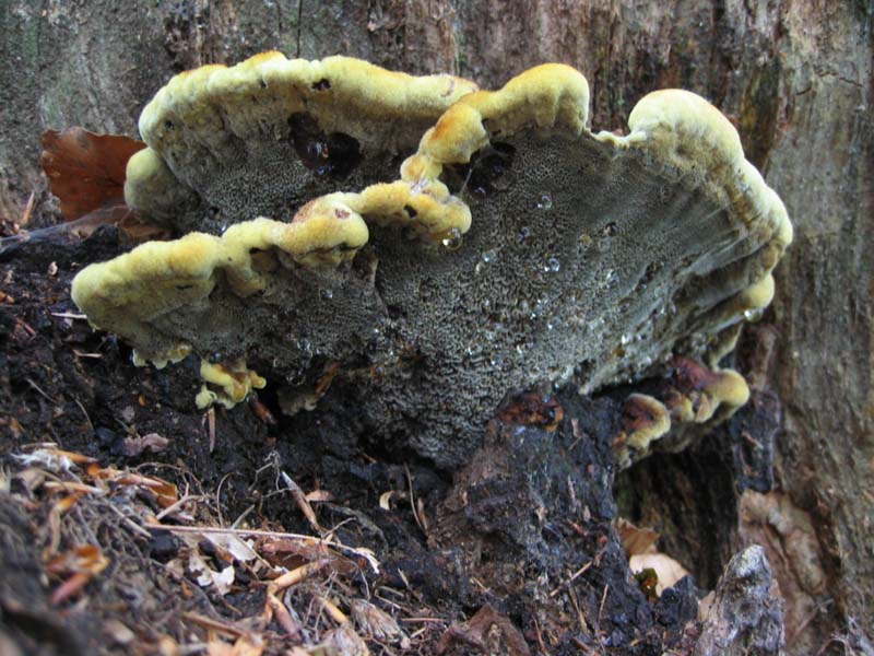 Lignicoli da determinare.... - (Phaeolus schweinitzii)