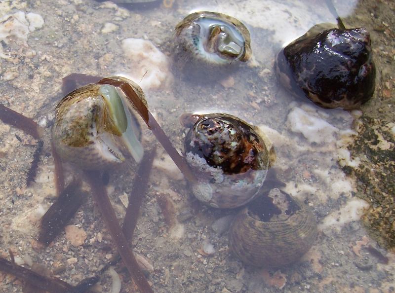 Monodonta turbinata