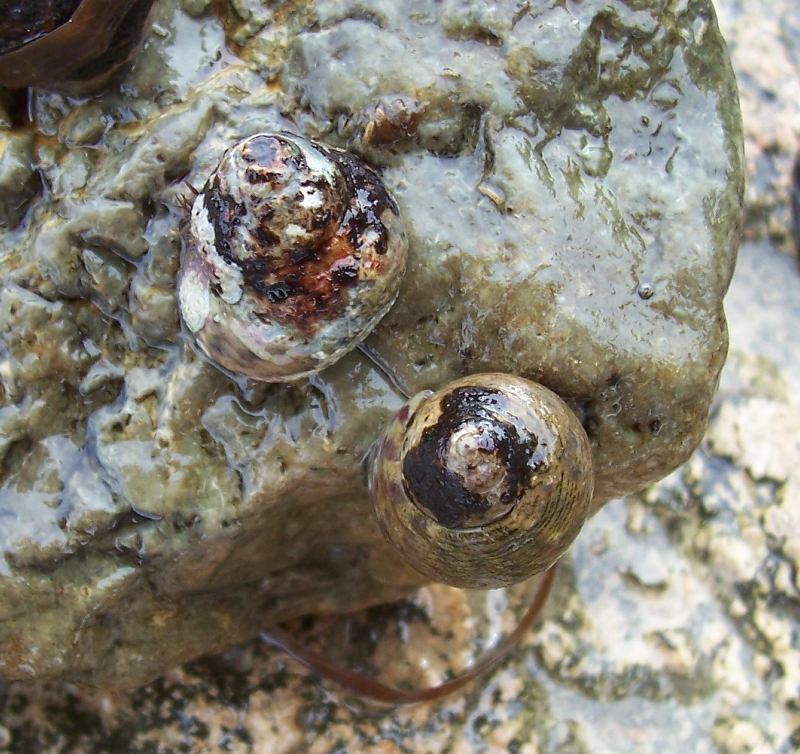 Monodonta turbinata