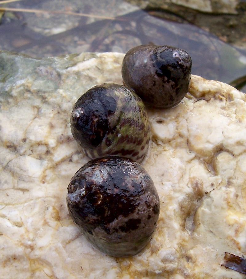 Monodonta turbinata
