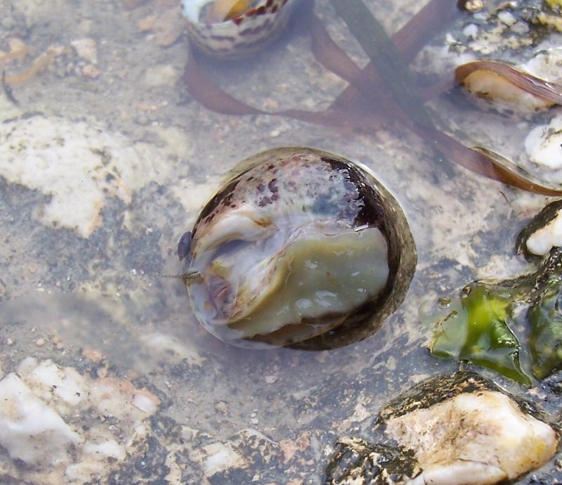 Monodonta turbinata