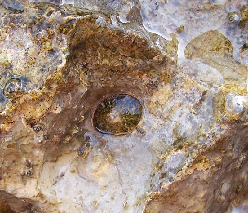 Patella caerulea