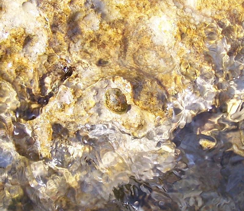 Patella caerulea