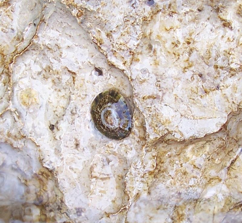 Patella caerulea