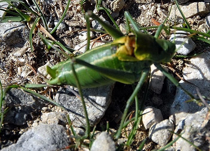 Polysarcus denticauda