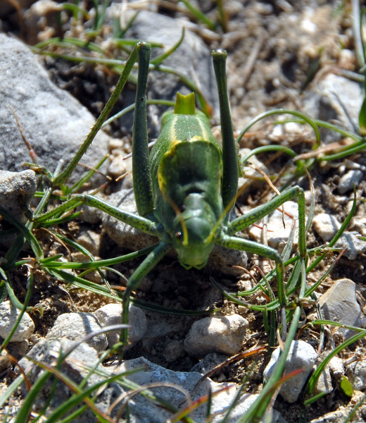 Polysarcus denticauda