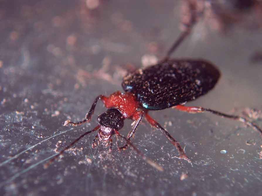 Carabide settembrino. Lamprias fulvicollis