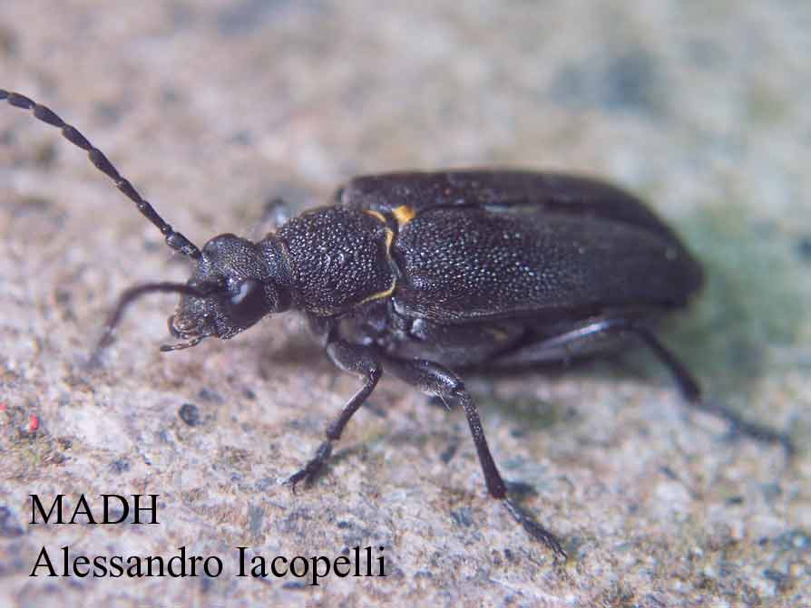 Cerambycidae: Stictoleptura scutellata