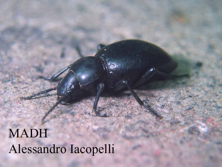 tenebrionidi