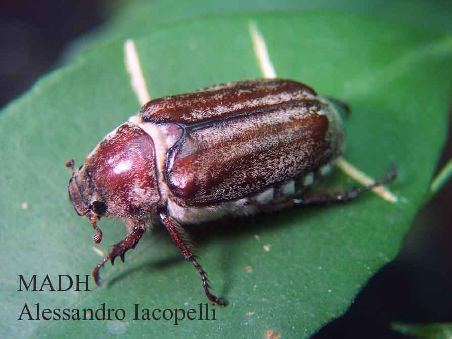 Appuntamento al buio!   Anoxia orientalis