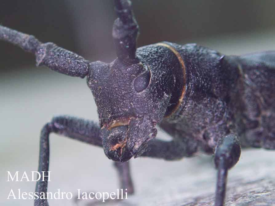 Galleria di....Cerambycidae