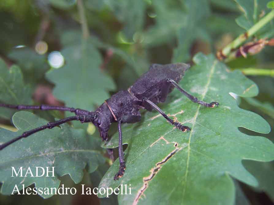 Galleria di....Cerambycidae