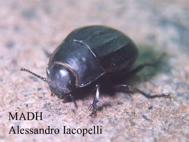 tenebrionidi
