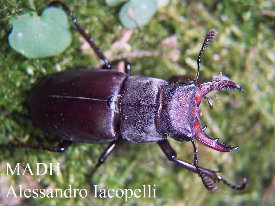 Lucanus cervus