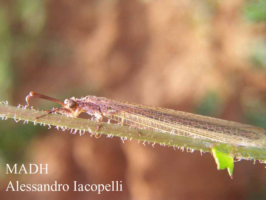Creoleon lugdunensis.