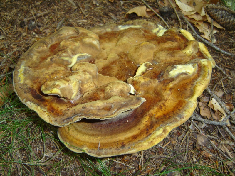 Mi sembra di..... (Phaeolus schweinitzii)