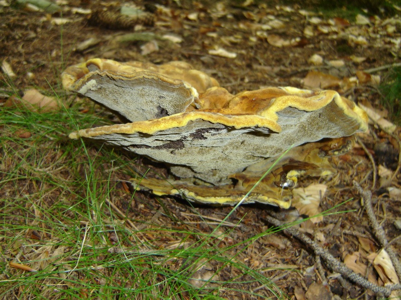 Mi sembra di..... (Phaeolus schweinitzii)