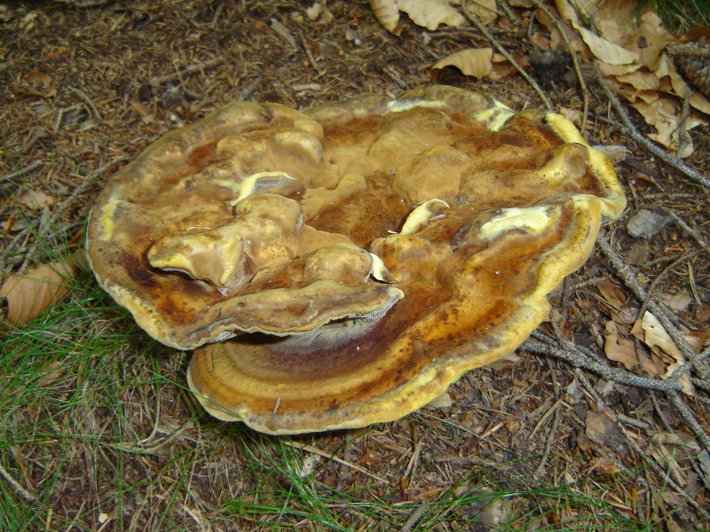 Mi sembra di..... (Phaeolus schweinitzii)