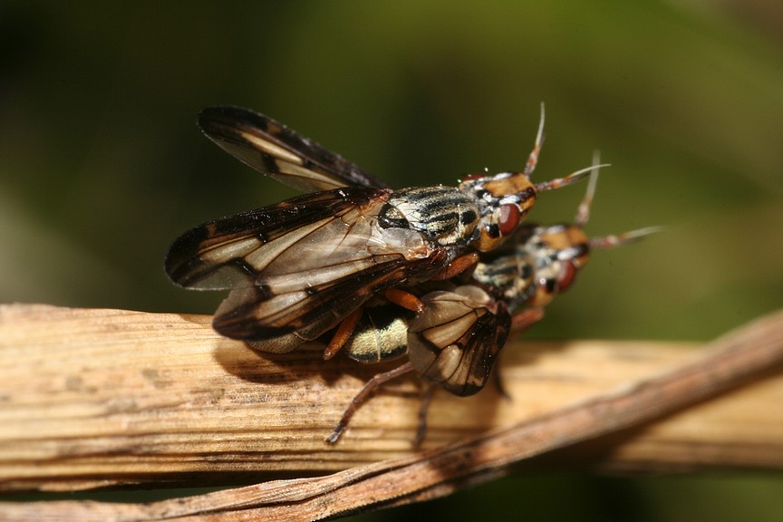 Sarah, guarda questi strani Ditteri:  Dorycera sp. (Ulidiidae)