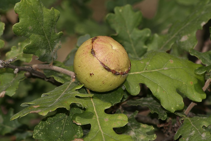 Galla su quercia: Andricus quercustozae