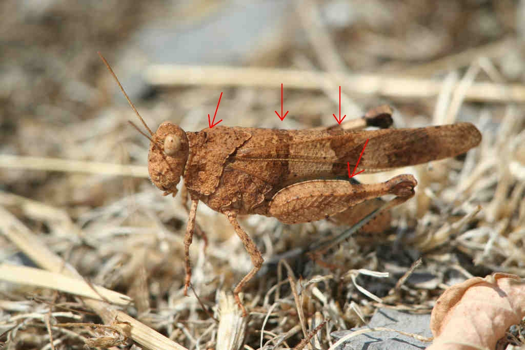 Ortottero da determinare - Sphingonotus sp.