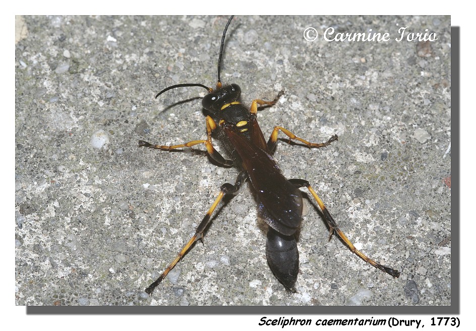 Sceliphron caementarium