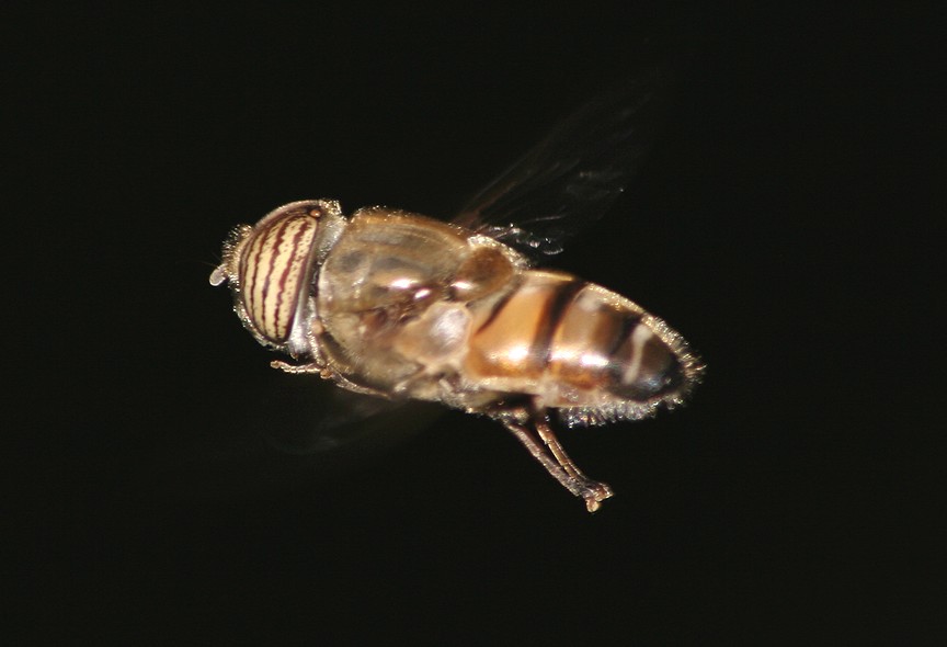 Eristalinus taeniops