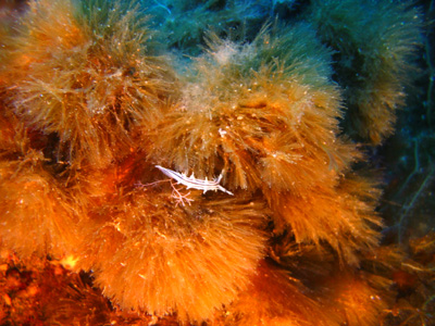 Tritonia striata